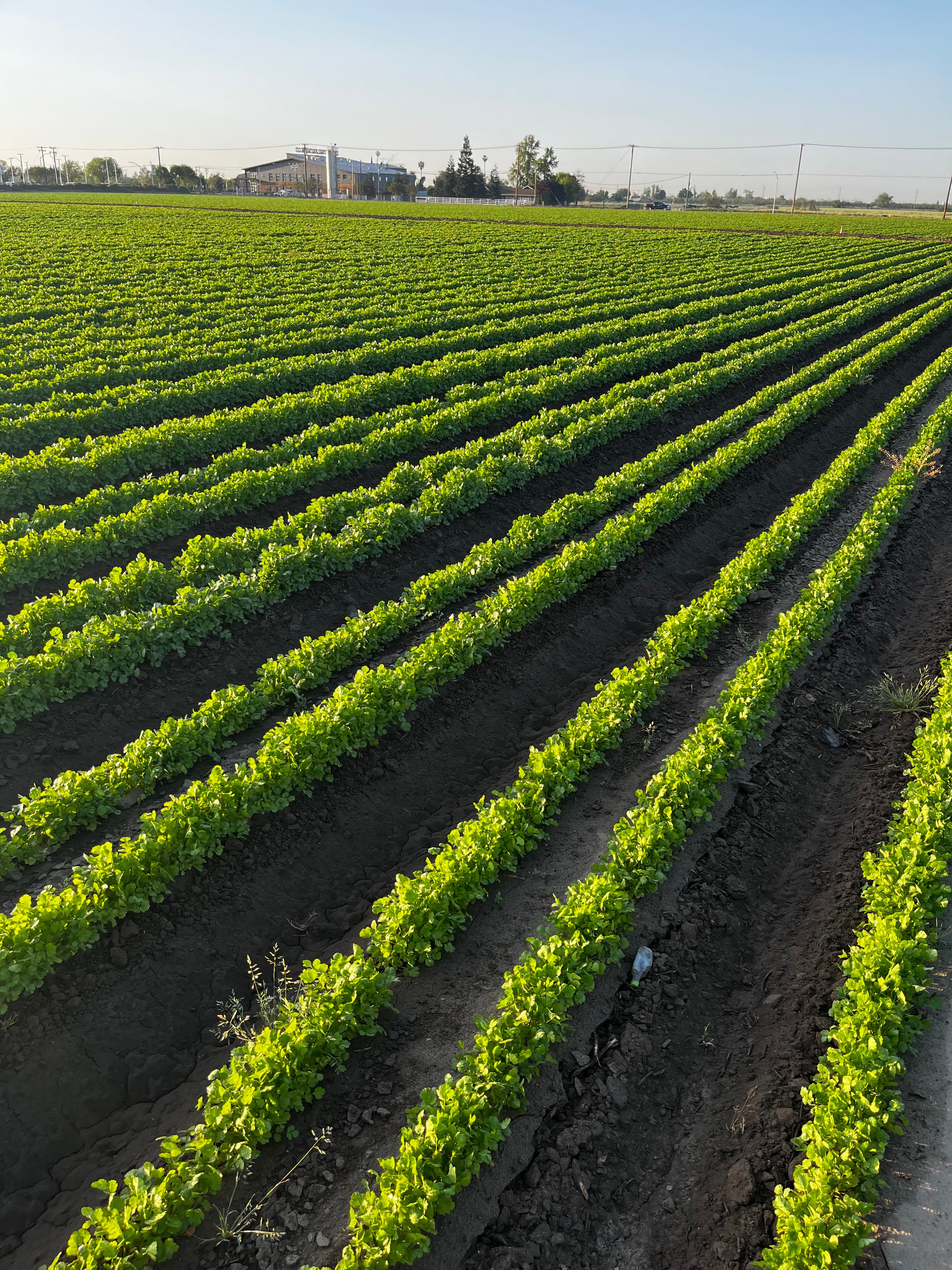 Vibrant green crop rows stretching across the field