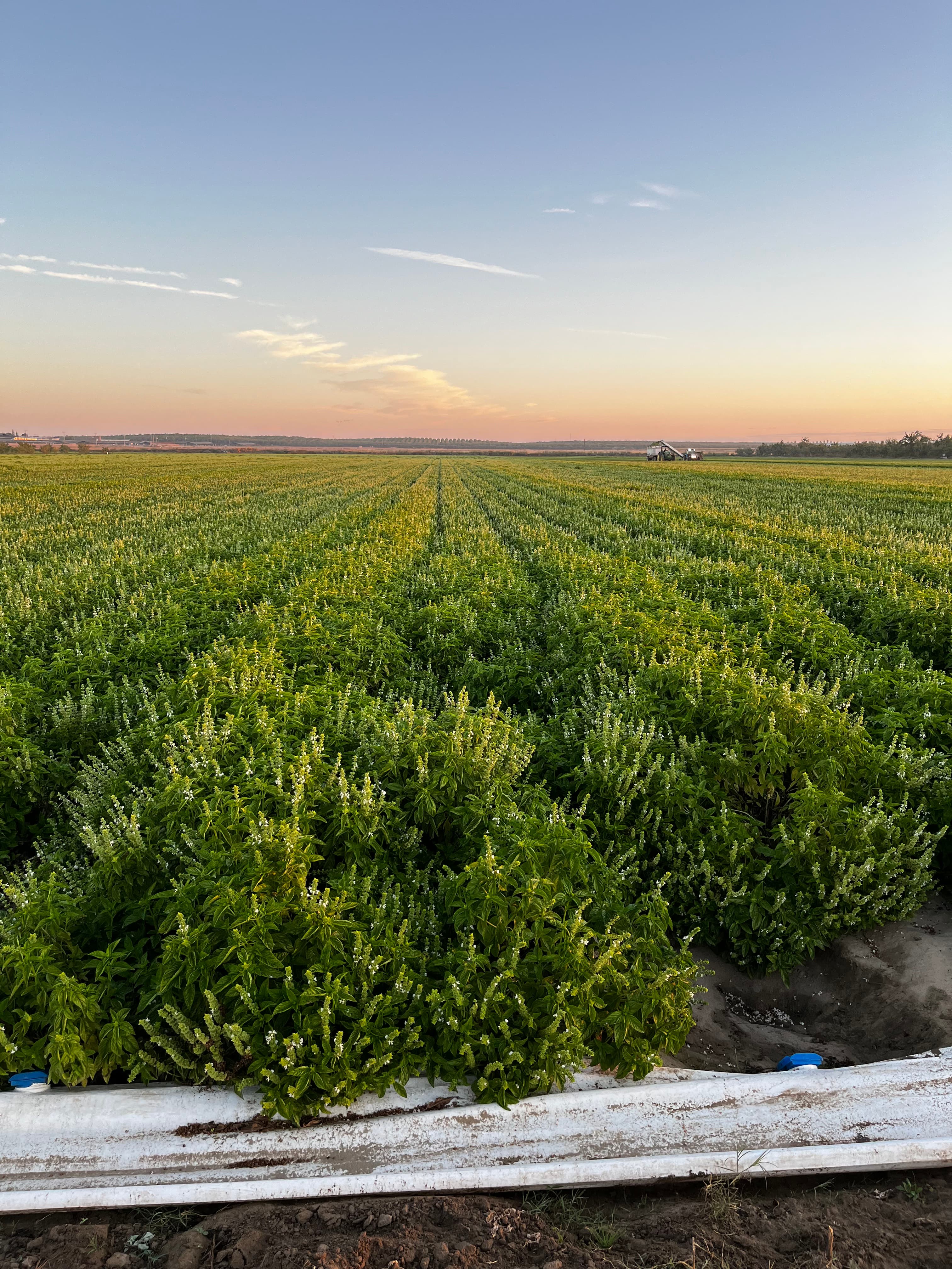 Lush green field at golden sunset