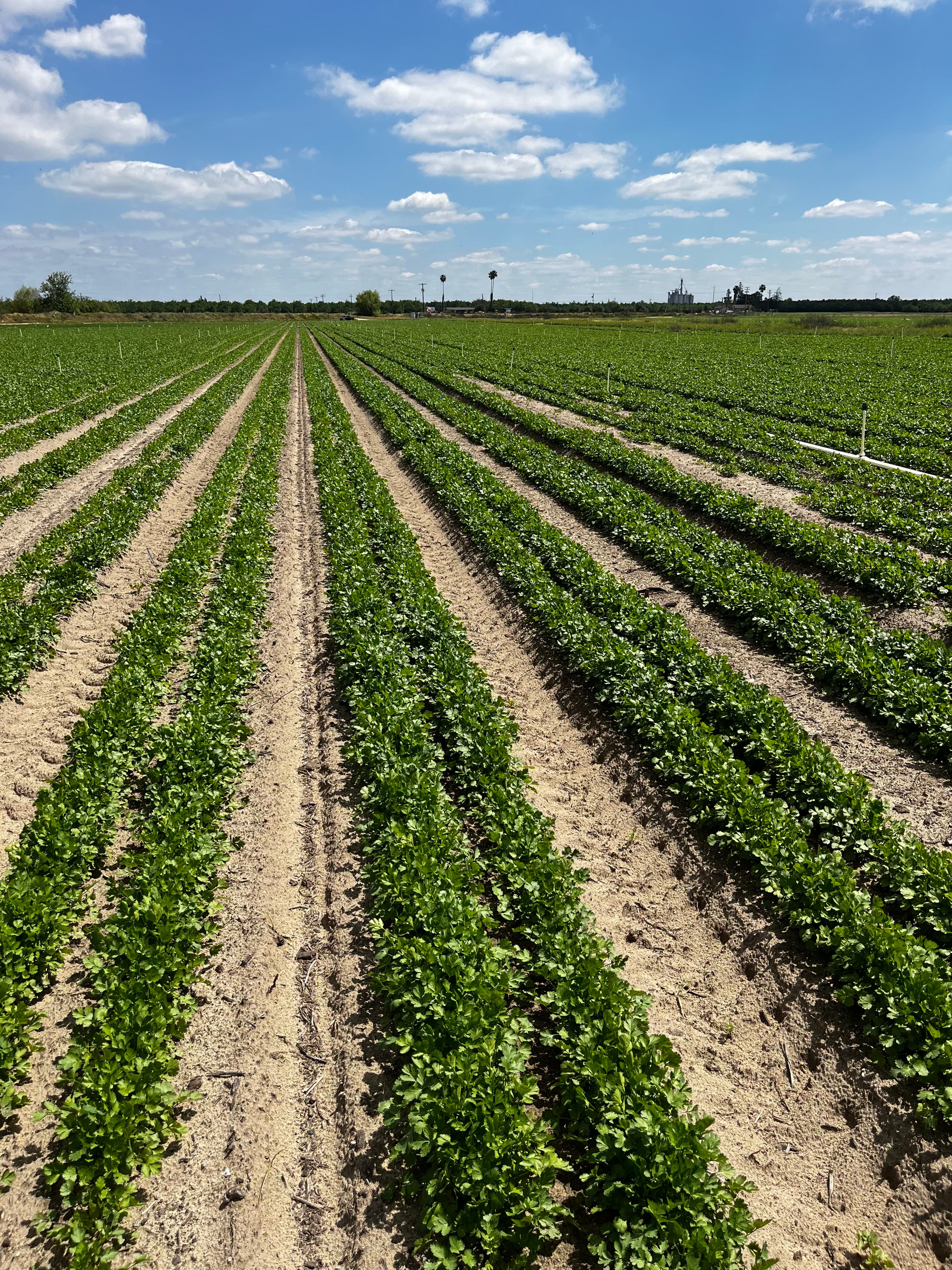Crop rows in dramatic vanishing perspective under blue sky