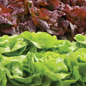 Leafy Greens
